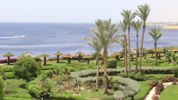 Sharm Sheikh Єгипет Травня 2018 Гарний Готель Пальмами Біля Пляжу — стокове відео