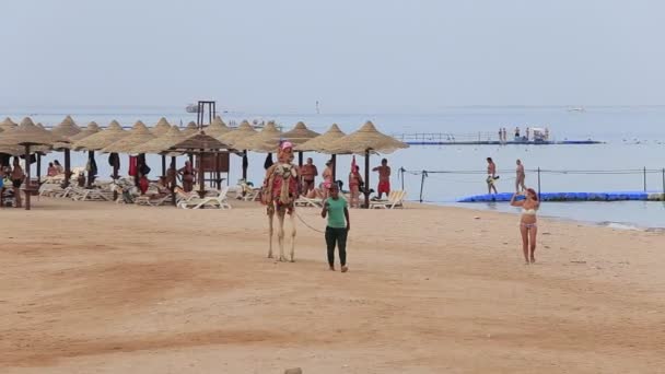 シャルム シェイク エジプト 2018 観光客は シャルム シェイク 南シナイ エジプトの紅海の近くのビーチをラクダに彼らの子供をドライブします 女性はラクダに子供の写真を撮る — ストック動画