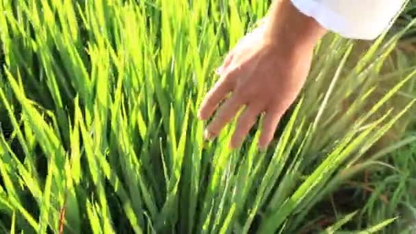 Рука Людини Touch Зелені Рисові Поля Задньому Плані Сільських Сцени — стокове відео