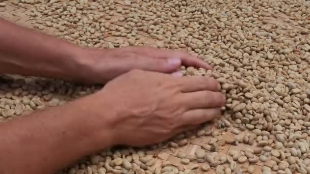 Manliga Händer Och Orostade Kaffebönor Bakgrund Marknaden Bali Indonesien Närbild — Stockvideo