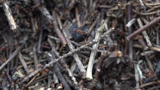 Grote Mierenhoop Het Bos Grote Mierenhoop Met Kolonie Mieren Zomer — Stockvideo