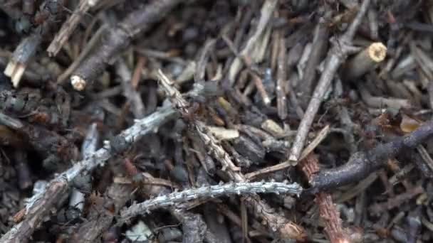 Grosso Formicaio Nel Bosco Grande Formicaio Con Colonia Formiche Nella — Video Stock