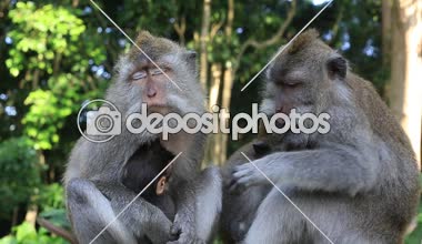 Maymun aile Ubud, Adası Bali, Endonezya. Yakın çekim