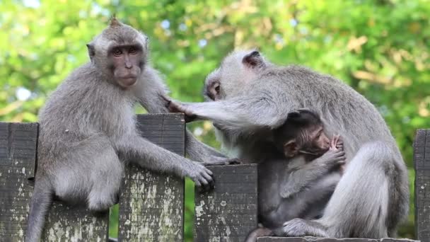 Família Macacos Ubud Ilha Bali Indonésia Fechar — Vídeo de Stock