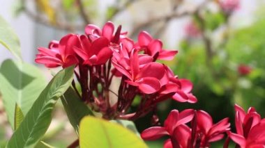 Pembe Frangipani çiçeklere tam çiçeklenme yaz aylarında. Pembe plumeria, Sharm El Sheikh, Mısır, yakın çekim