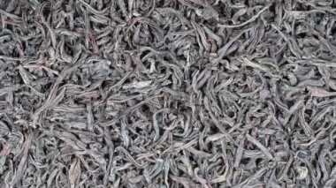 Büyük yaprakları siyah çay arka plan, yakın çekim. Döngü döndürme. Kameranın ön kısmında döner levha siyah çay, makro