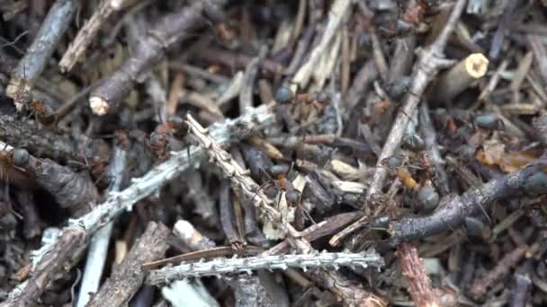 Grote Mierenhoop Het Bos Grote Mierenhoop Met Kolonie Mieren Zomer — Stockvideo