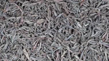 Büyük yaprakları siyah çay arka plan, yakın çekim. Döngü döndürme. Kameranın ön kısmında döner levha siyah çay, makro