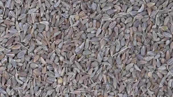 Pile Green Dry Anise Seeds Background Close Rotation Loopable Top — Stock Video