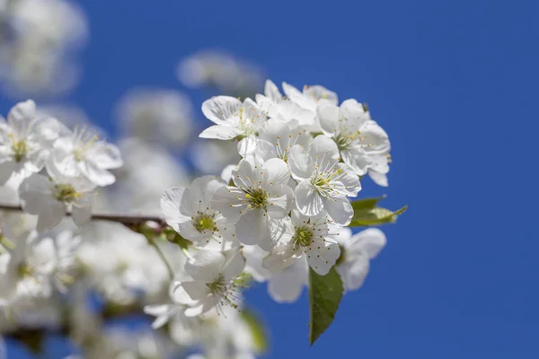 Fleurs Blanches Des Fleurs Cerisier Sur Jour Printemps Sur Fond — Photo