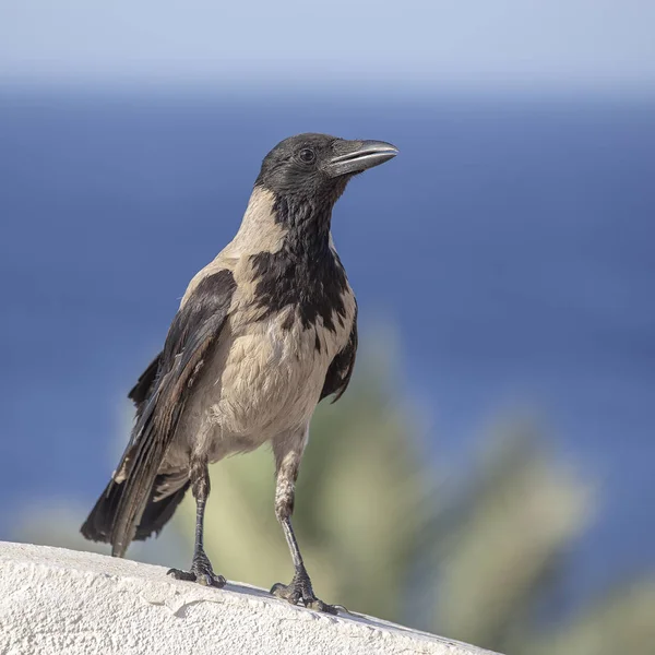 Cuervo Encapuchado Hermoso Cuervo Gris Negro Pie Sobre Piquete Piedra — Foto de Stock