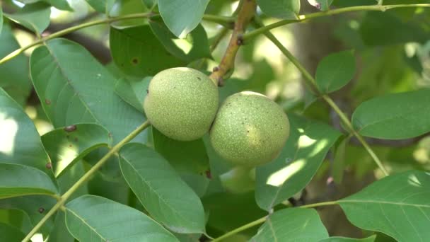 Walnoot Schil Tak Groene Walnoten Vertakking Van Beslissingsstructuur Tuin Walnoten — Stockvideo