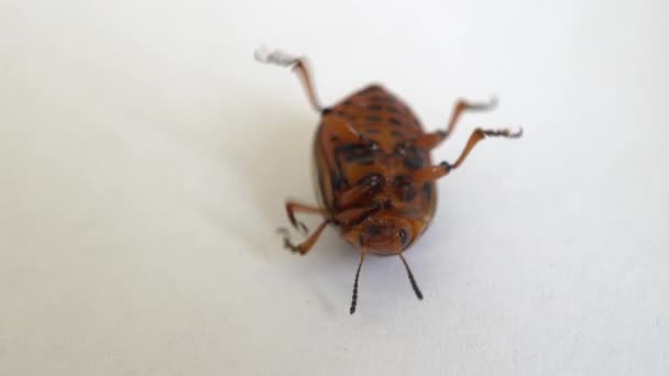 Colorado Potato Beetle Paws Top Spinning White Background Close — Stock Video