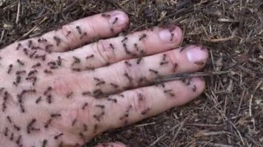 Karınca adam elinde. Karıncalar ve insanların kolonisi ile büyük karınca yuvası yaz ormanda ver. Karıncalar üzerinde el portre, makro