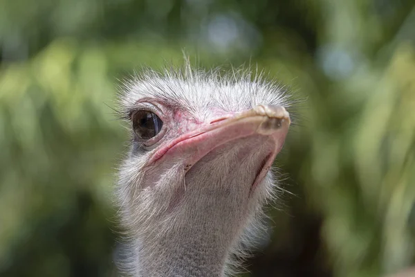 Beautiful Portrait Big African Ostrich Close Macro Ostrich Head — Stock Photo, Image