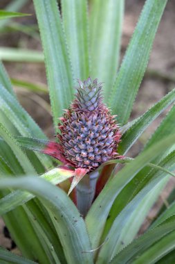 Tarlada yetişen ananas, tropikal meyve, Koh Phangan Adası, Tayland. Kapat.