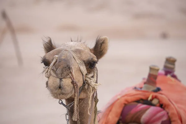 Bozal Camello Sharm Sheikh Egipto Cerca Animal Desierto — Foto de Stock