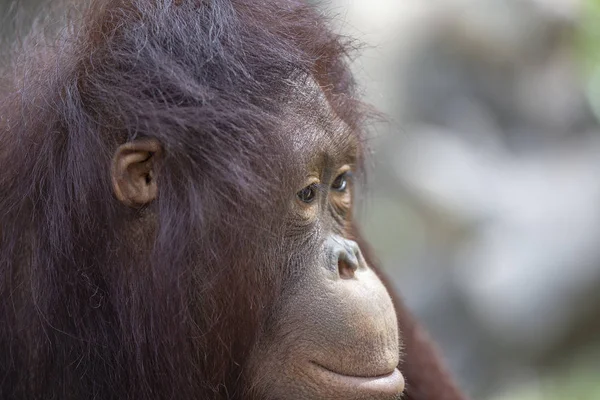 Retrato Triste Orangután Asiático Cerca Tailandia —  Fotos de Stock