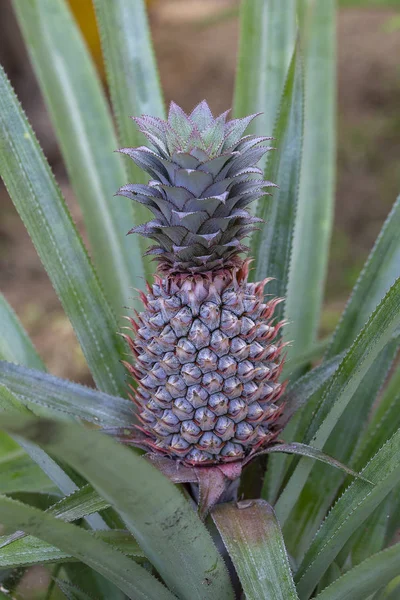 Tarlada Yetişen Ananas Tropikal Meyve Koh Phangan Adası Tayland Kapat — Stok fotoğraf