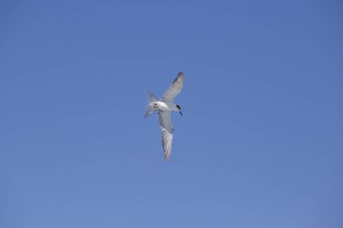 Martı mavi gökyüzü karşı uçuş ile artan yaymak kanatlar