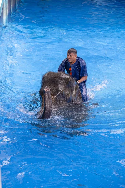 Pattaya Thailandia Novembre 2017 Grandi Bagni Elefante Piscina Pattaya Uno — Foto Stock