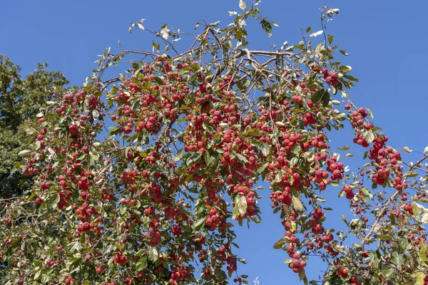 Schöne Und Reife Kleine Rote Äpfel Vor Blauem Himmel Einem — Stockfoto
