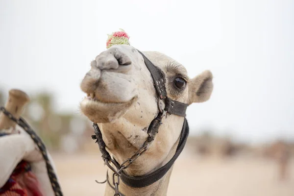 シャルム シェイク エジプトの銃口ラクダをクローズ アップ 砂漠の動物 — ストック写真