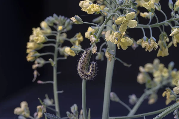 Oruga Mariposa Col Sobre Brócoli Verde Con Flores Amarillas Sobre —  Fotos de Stock