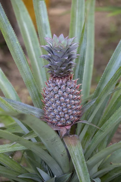 Ananas Som Växer Plantage Tropisk Frukt Koh Phangan Thailand Närbild — Stockfoto