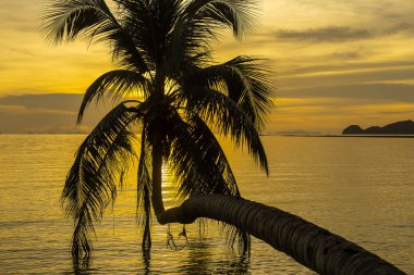 Hindistan cevizi palmiyesi silueti gün batımında deniz suyunun yanındaki tropik plajda, Koh Phangan Adası, Tayland