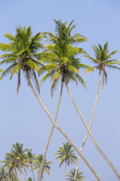 Кокосовые Пальмы Тропическом Пляже Причудливая Форма Против Голубого Неба Таиланд — стоковое фото
