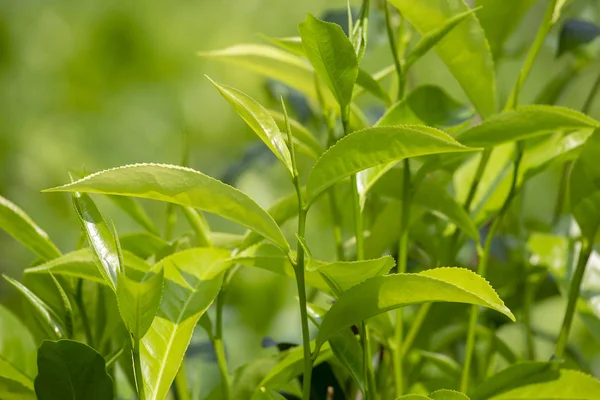 Młode Liście Zielone Bud Liści Drzewa Herbacianego Plantacji Nuwara Eliya — Zdjęcie stockowe