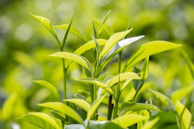 Genç yeşil yaprakları ve çay ağacı içinde Nuwara Eliya, Sri Lanka Rest bir çiftlikte yaprak tomurcuğu. Yakın çekim