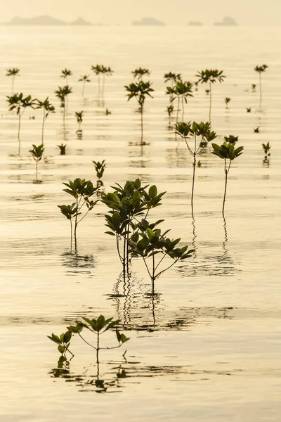 Mangroves Plantes Sur Plage Dans Vague Eau Mer Pendant Coucher — Photo