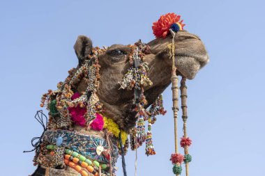 Bir deve çölde Thar Başkanı Pushkar adil deve Pushkar Rajasthan, Hindistan deve Mela sırasında dekore edilmiştir. Yakın çekim
