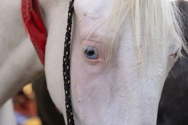 Retrato Cabeza Caballo Marwari Blanco Feria Pushkar Pushkar Camel Mela — Foto de Stock