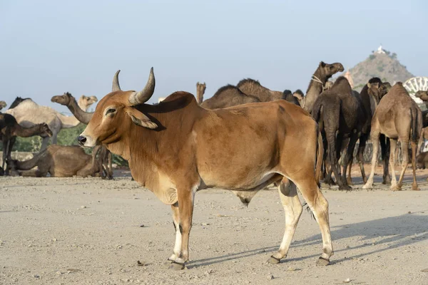 印度拉贾斯坦邦普什卡骆驼博览会期间 沙漠中的棕色公牛和骆驼关闭 — 图库照片