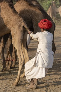 PUSHKAR, INDIA - 14 Kasım 2018: Hindistan 'ın kutsal şehri Pushkar, Rajasthan yakınlarındaki Pushkar Camel Mela sırasında Thar çölünde Hintli erkek ve sürü develeri. Bu fuar dünyanın en büyük deve ticaret fuarı.