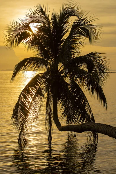 Silhueta Coqueiro Pôr Sol Praia Tropical Perto Água Mar Ilha — Fotografia de Stock