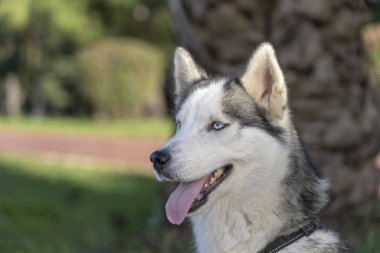Mavi gözlü Sibirya husky köpek oturur ve görünüyor bir yana, açık havada doğa güneşli bir günde, yakın çekim