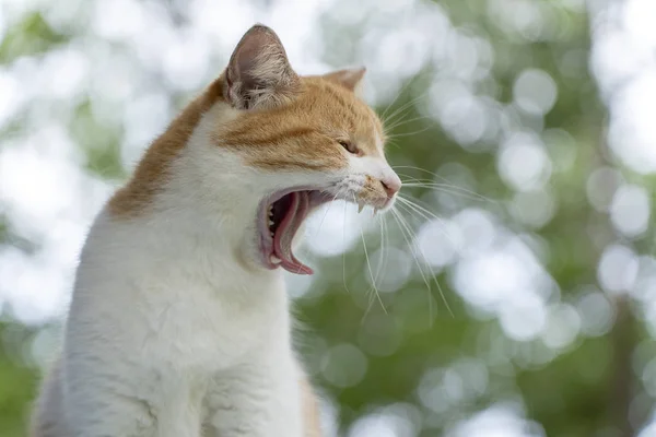 Beautiful Domestic Cat Yelling Close Nature Background Open Mouth — Stock Photo, Image