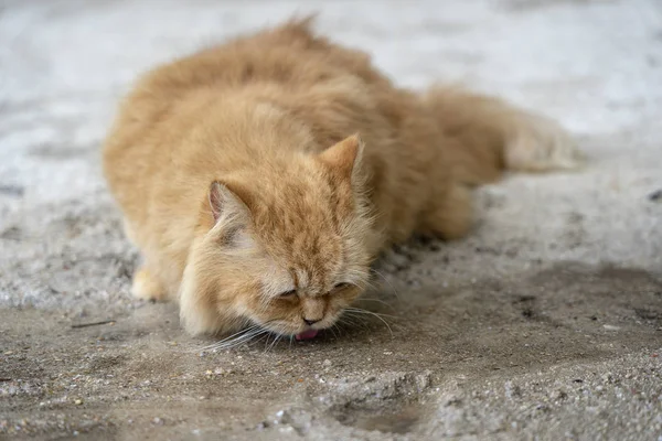 Belo Gato Gengibre Água Potável Córrego Close — Fotografia de Stock