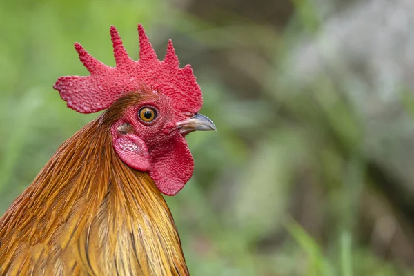 Červená Hlava Ptáka Nebo Kohouta Farmě Koncept Farmaření Portrét Hnědého — Stock fotografie