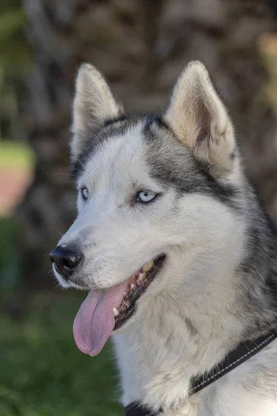 Perro Husky Siberiano Con Ojos Azules Sienta Mira Lado Aire — Foto de Stock