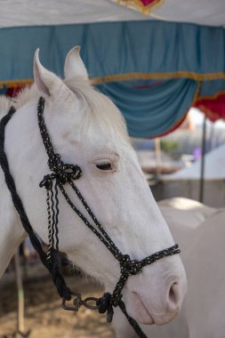 Pushkar Fuarı, Pushkar Rajasthan, Hindistan deve Mela beyaz marwari at baş portre. Yakın çekim
