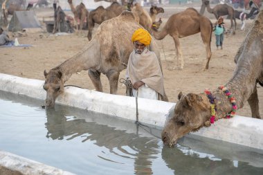 Pushkar, Hindistan - 12 Kasım 2018: Deve sırasında yıllık Pushkar deve adil yakınındaki Pushkar Rajasthan, Hindistan Thar Çölü'su içmek. Bu adil adil ticaret dünya içinde en büyük deve değil. Yakın çekim