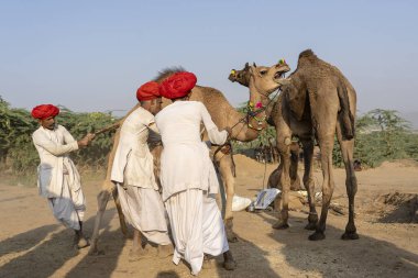 PUSHKAR, INDIA - 14 Kasım 2018: Hindistan 'ın kutsal şehri Pushkar, Rajasthan yakınlarındaki Pushkar Camel Mela sırasında Thar çölünde Hintli erkek ve sürü develeri. Bu fuar dünyanın en büyük deve ticaret fuarı.