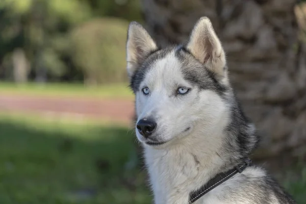 Сибірський Хаски Собака Блакитними Очима Сидить Дивиться Бік Відкритому Повітрі — стокове фото
