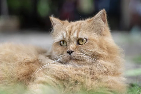 Retrato Belo Gato Gengibre Jardim Close — Fotografia de Stock