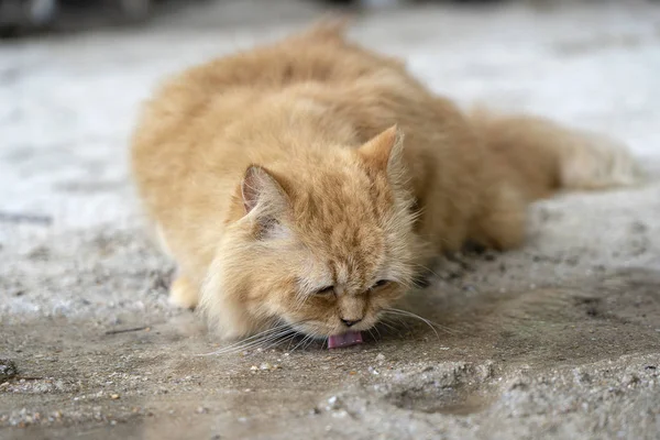 아름다운 고양이가 개울에서 마시고 있습니다 — 스톡 사진